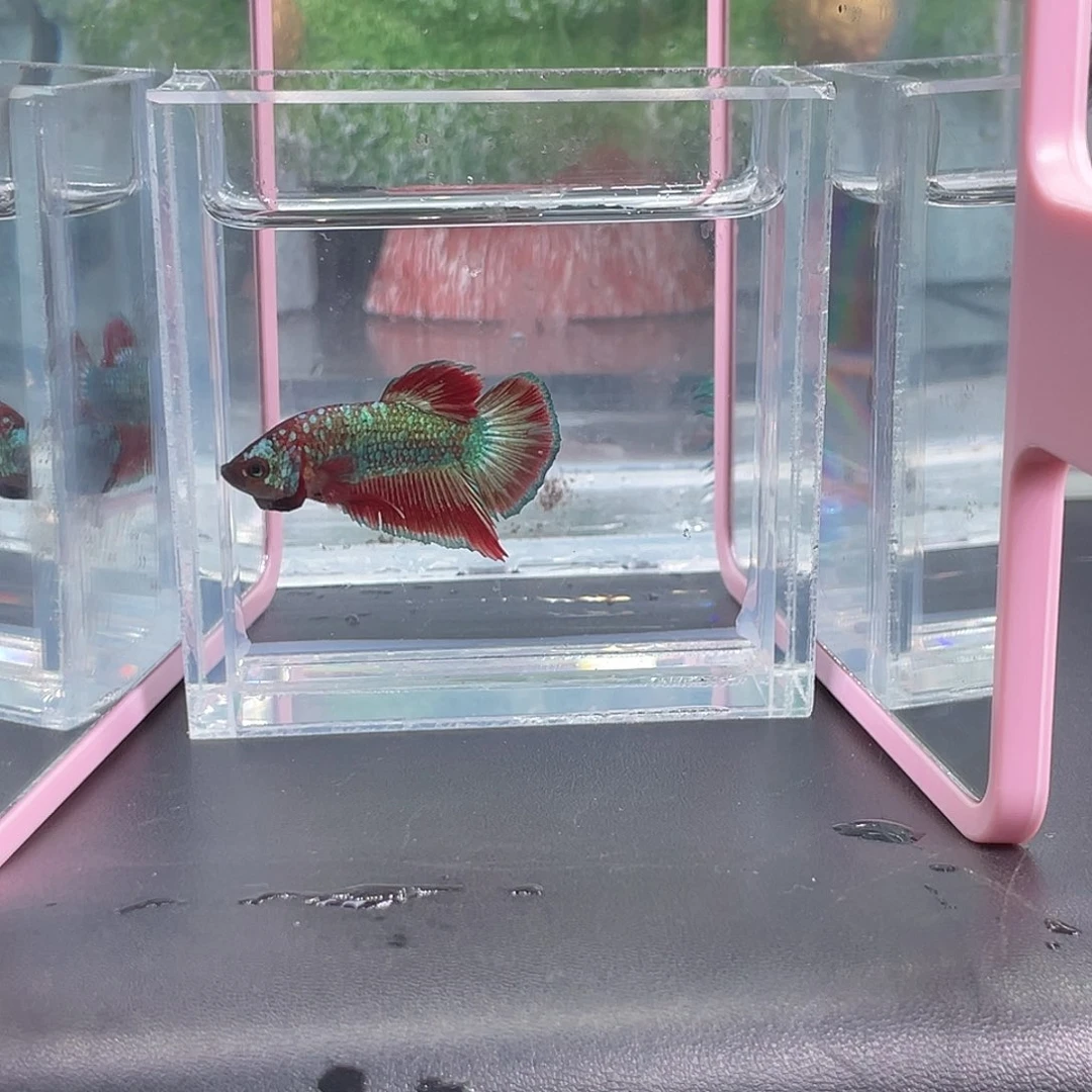 斗鱼9号1224晚豹子