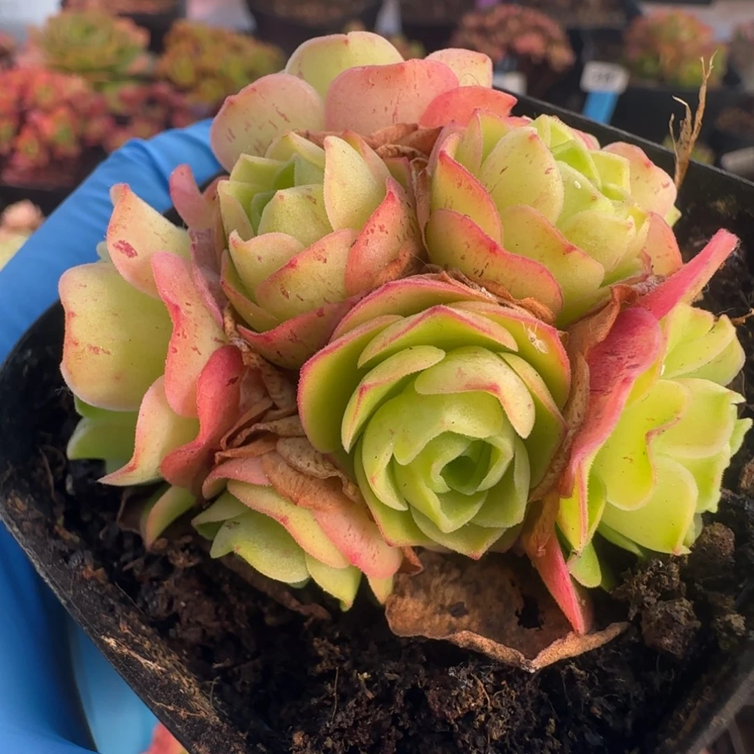 L668半城玫瑰画心不含盆土