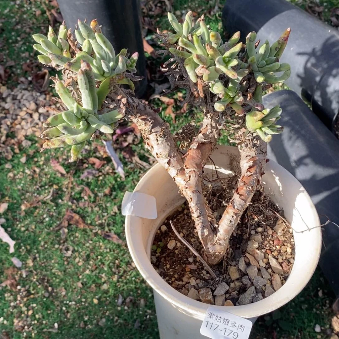 179号法姆小可爱呀