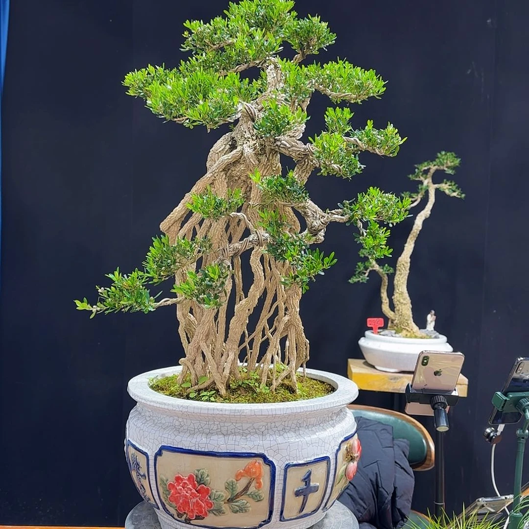 黄杨室内室外盆景