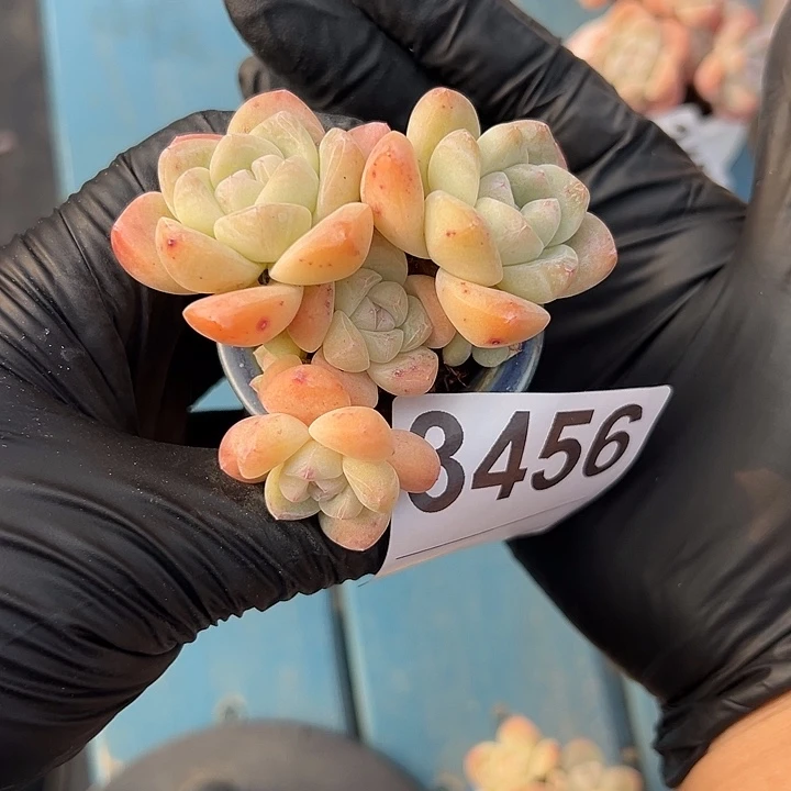 3456，六头冰玉带盆发的