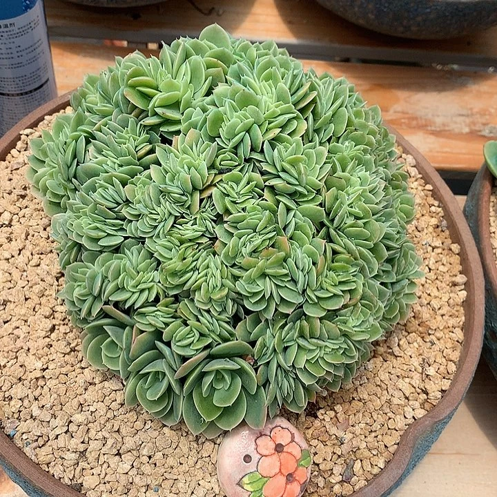 萃***园璐璐对肉 一物一拍