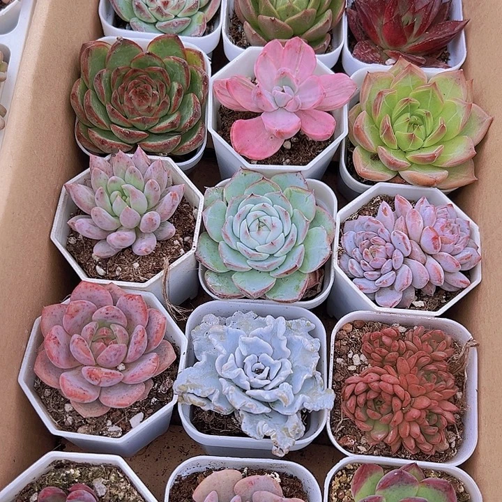 精品组合15颗白盆发货