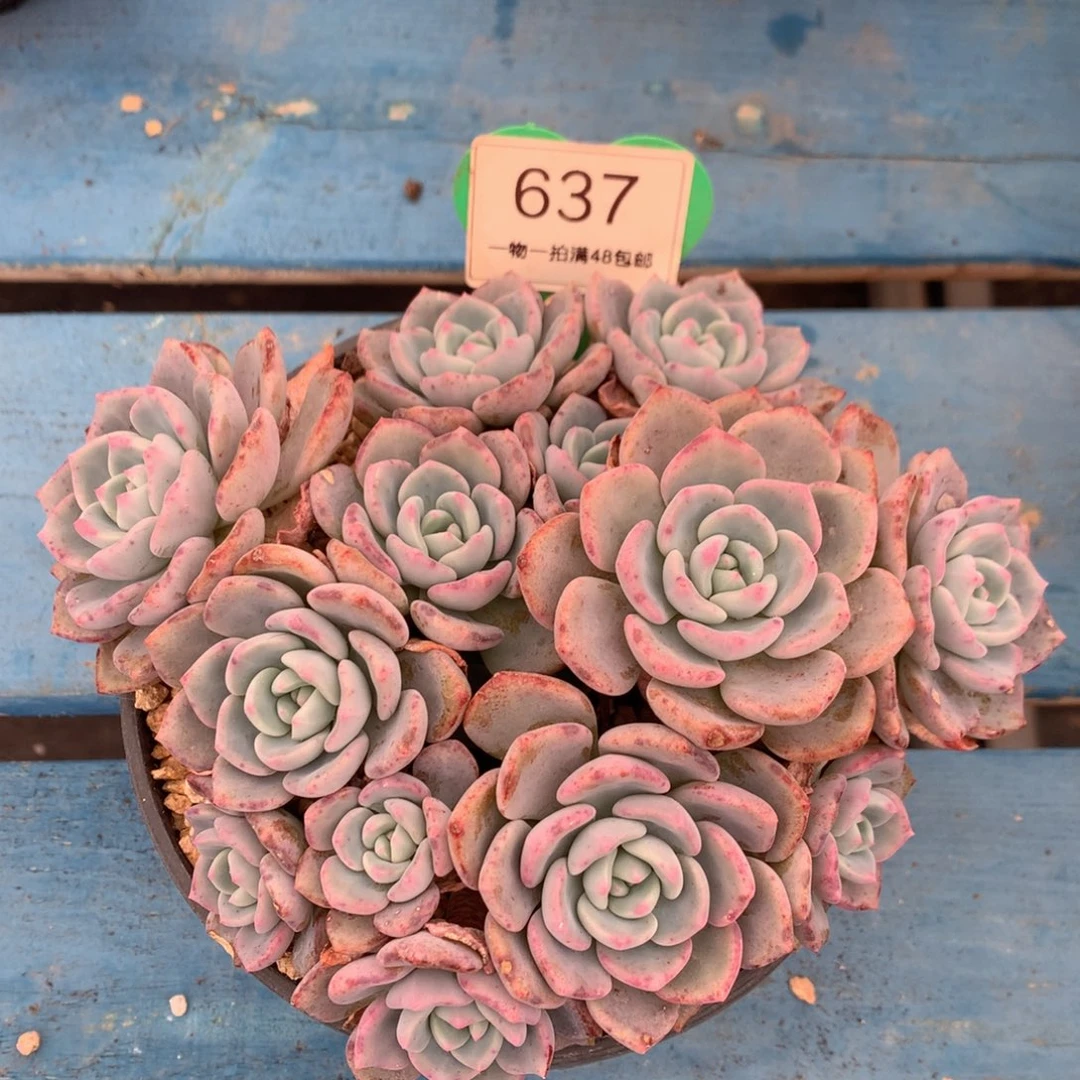 千山雪老桩平头637