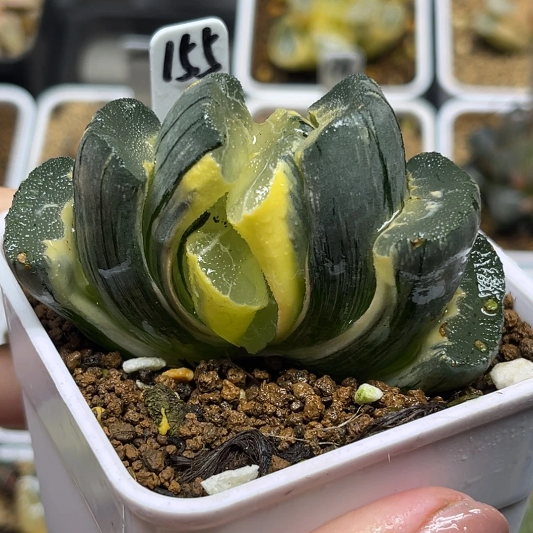 155糊斑大绳玉扇锦福利专场