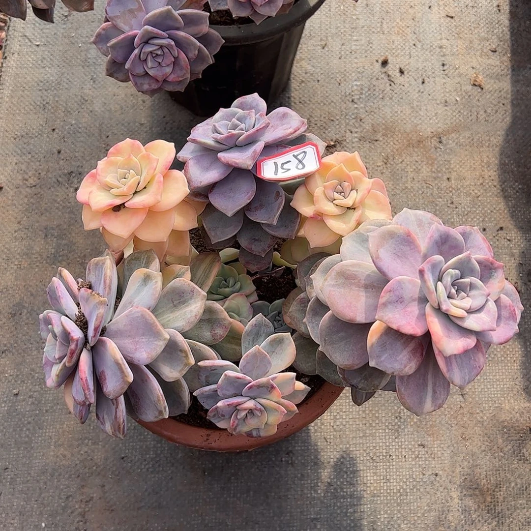 158号紫乐锦，一物一拍