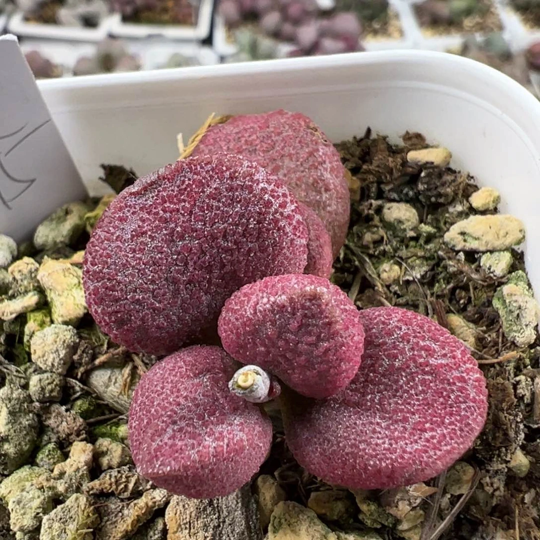 夏娃多肉植物水泡