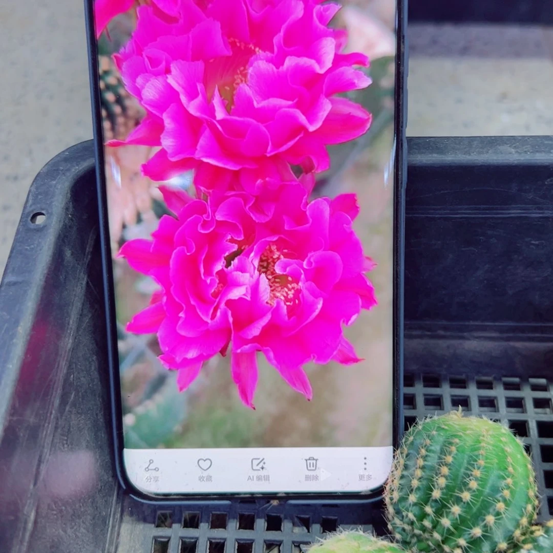 下83彩草嫣然歪无根侧芽4公分左右20包邮