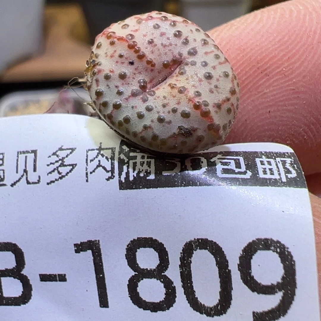 多肉植物111111111111