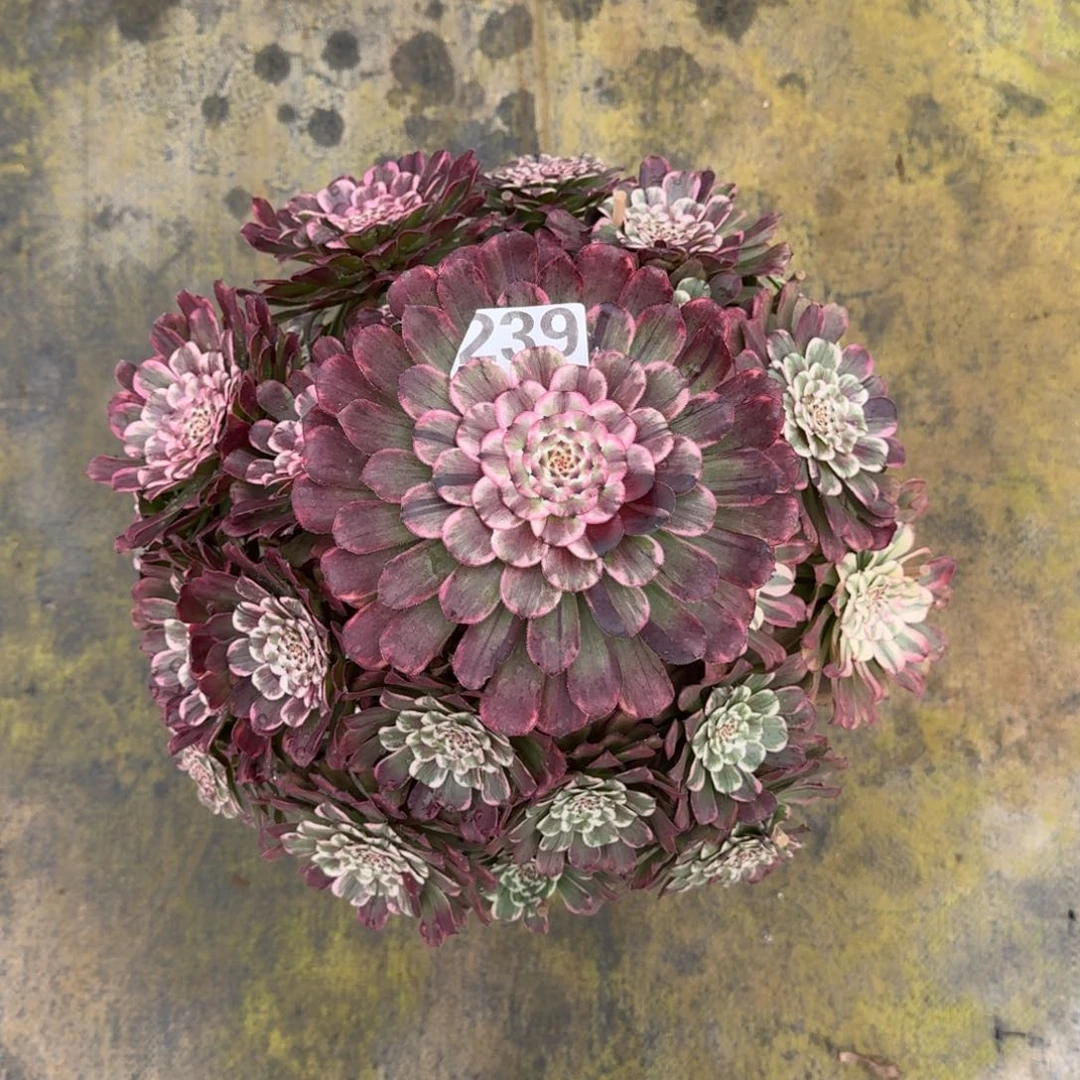 嗨239！黑天使法师多肉植物