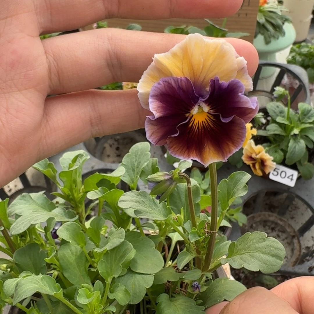 大部分花苞少量开放635