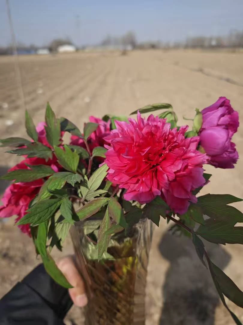 【花王】牡丹鲜花鲜切花 年宵花
