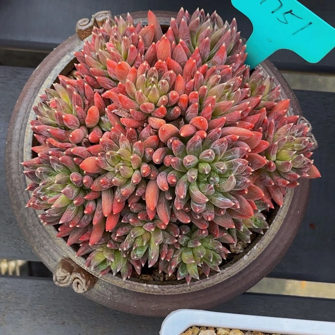 1751号上午多肉植物群生多肉