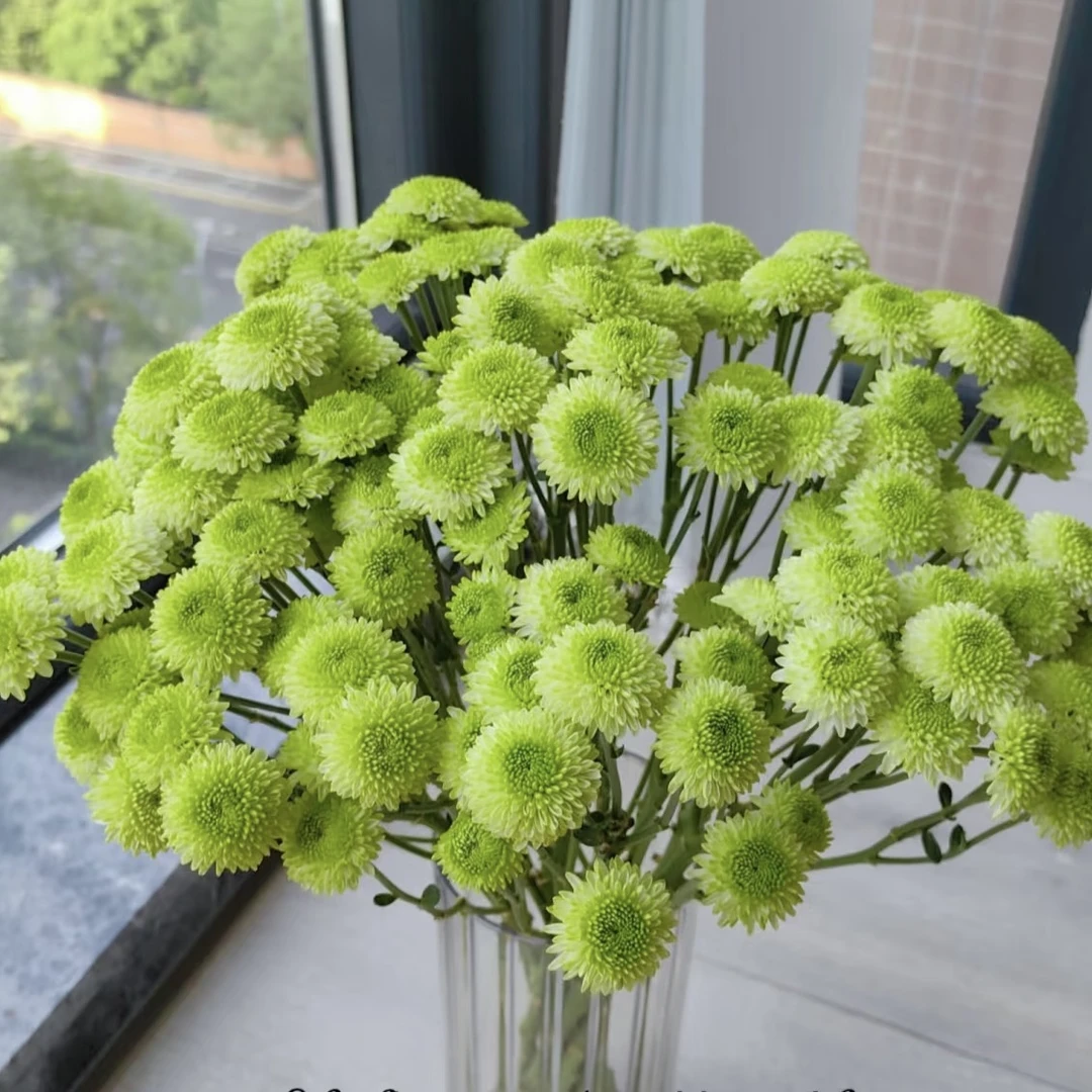 10枝蜻蛙王子小雏菊【两单京东或顺丰空运】云南鲜花 超长待机花材