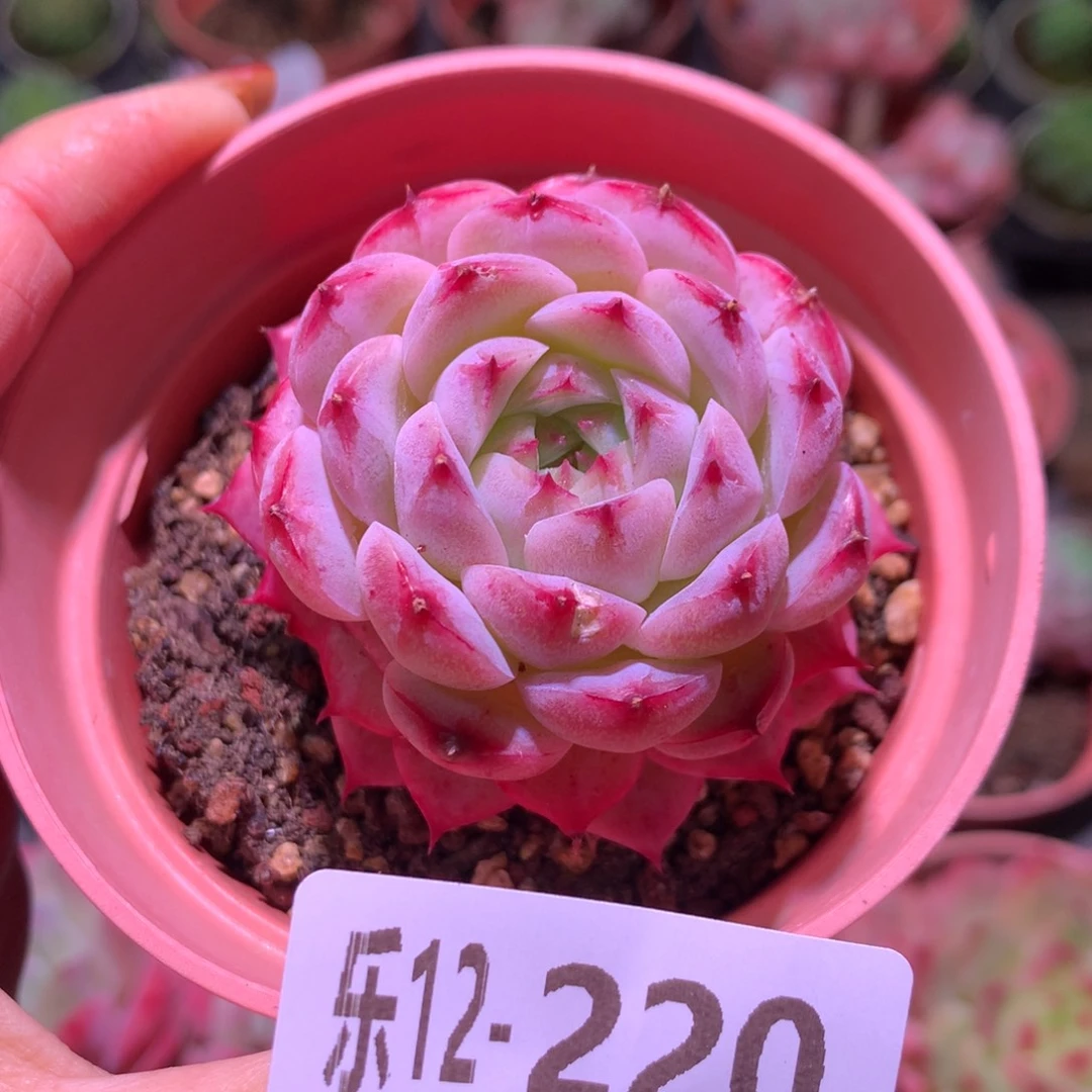 乐然12-220 薄荷冰沙