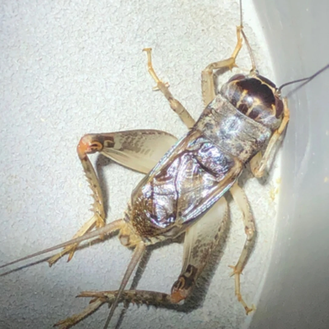 冬虫蛐蛐 白虫蟋蟀模型标本