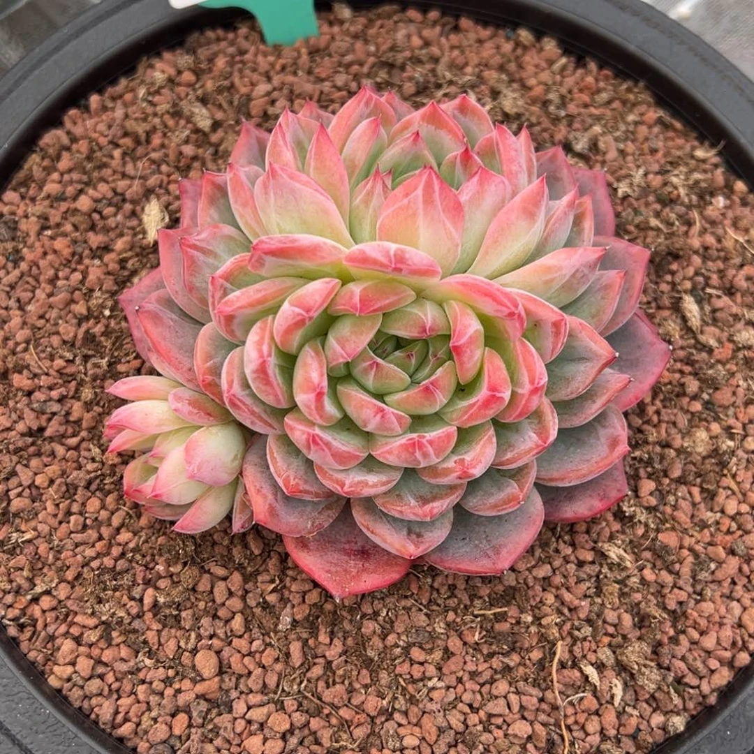 从前慢多肉精选编号0208.46