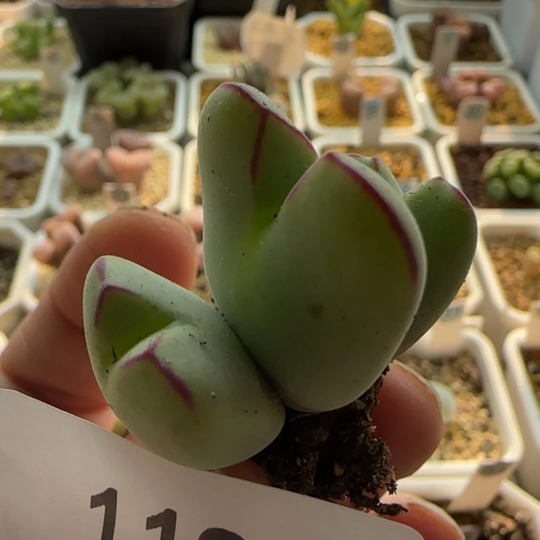 【闪购商品】1192将杂