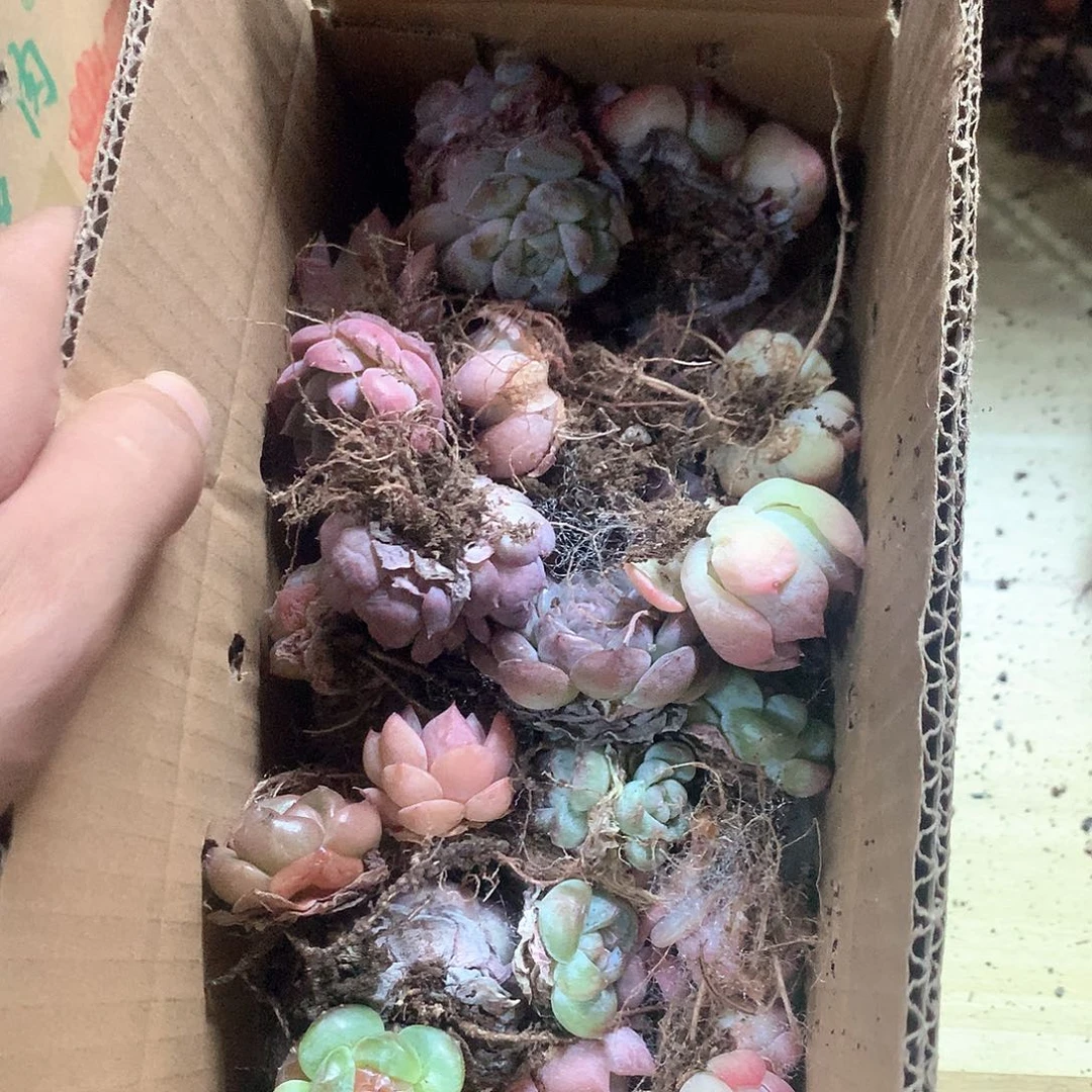 朋友家多肉大颗保30
