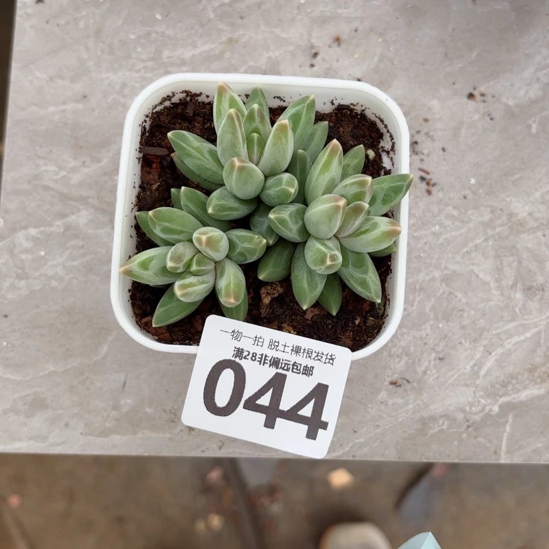 乌拉克拉无盆土发货