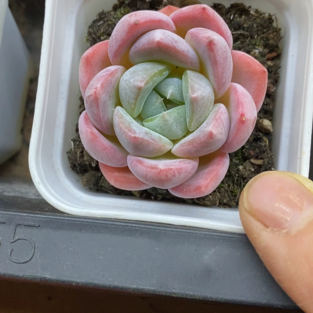 精品多肉一物一拍不包整36