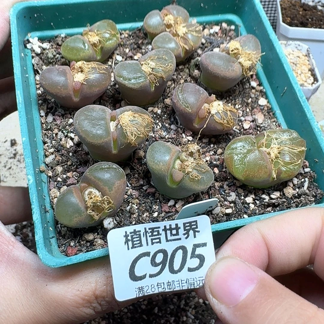 多肉植物的润泽fhb