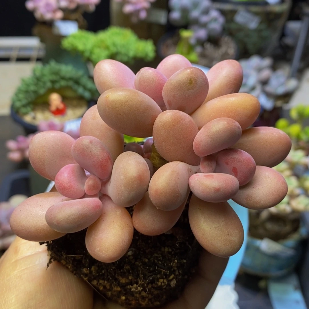 933 桃蛋9 厘米多肉
