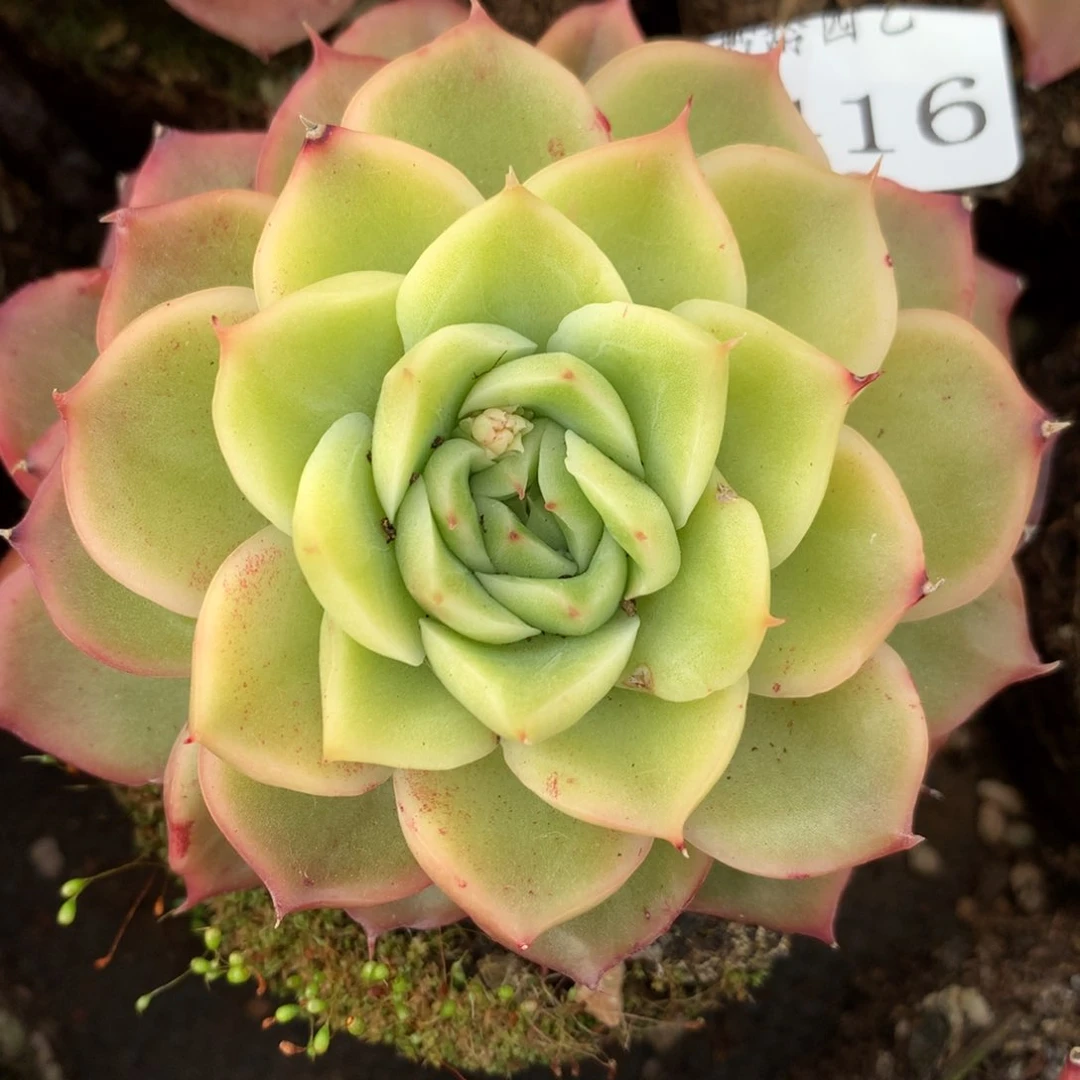 7416新年快乐发发发