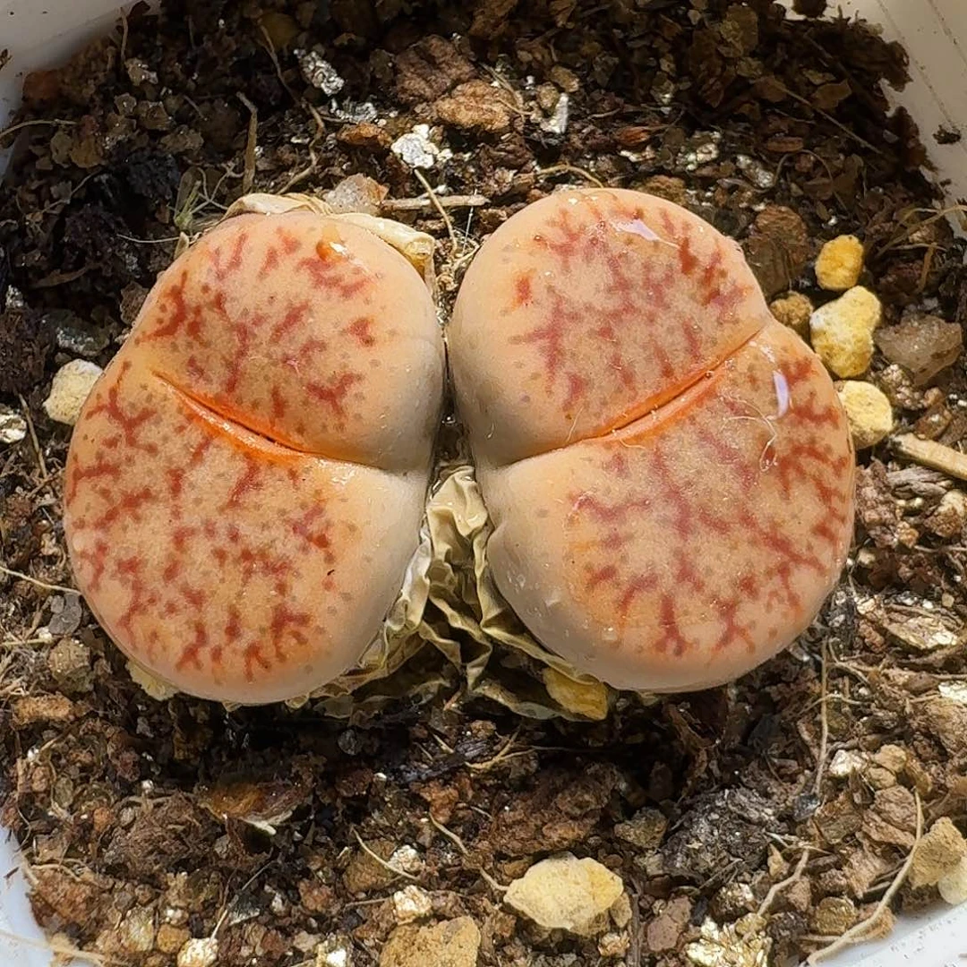 生石花等植物1111111。  178