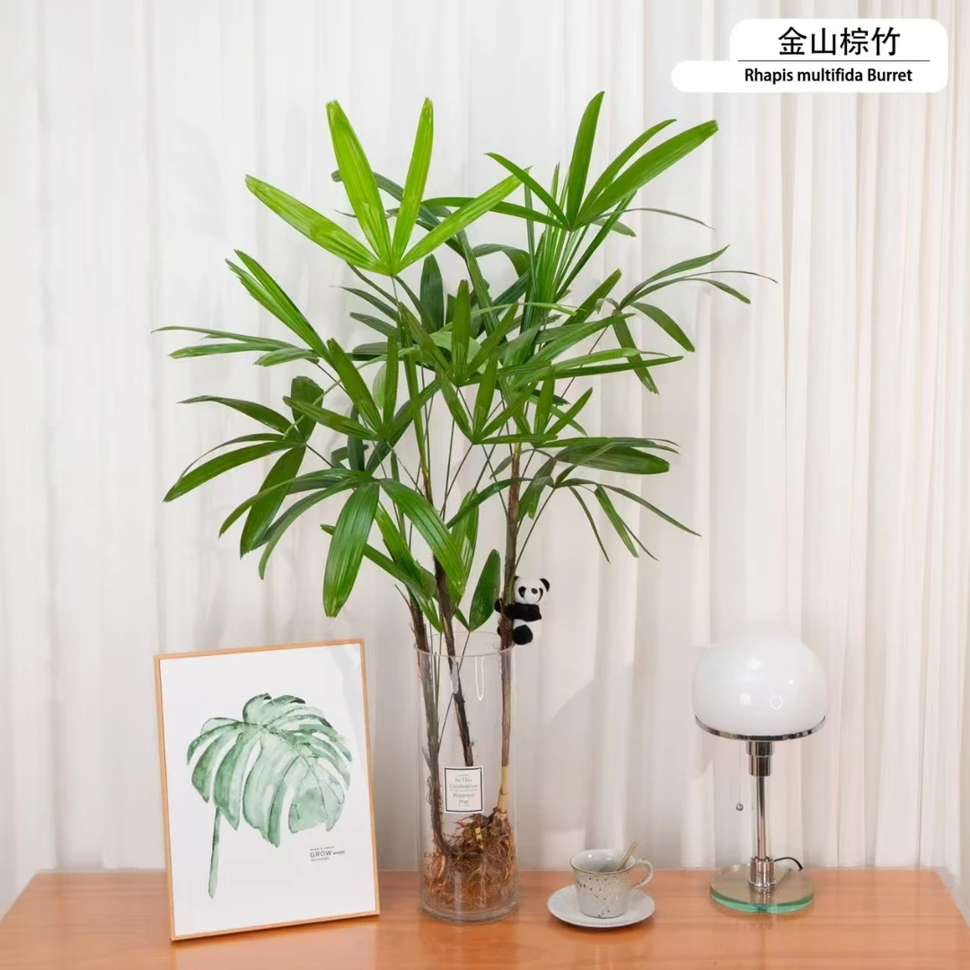 80-90公分金山棕竹植物室内盆栽家居客厅好物盆栽绿植好养易活