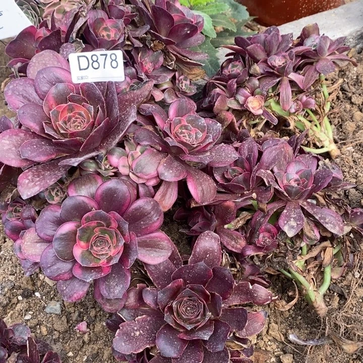 878魅金玫瑰锦多肉植物