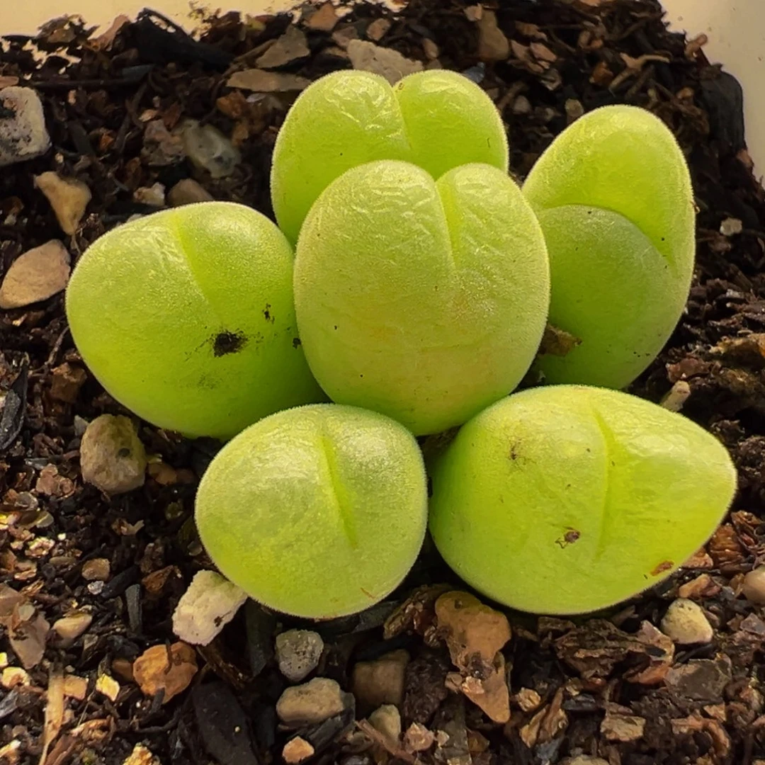 115多肉植物种类多样