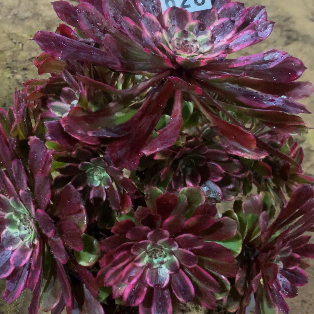 【闪购商品】628水墨多肉