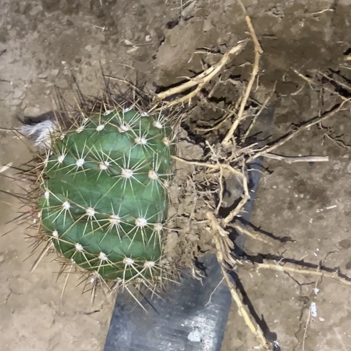 可**里清清3-287根仙人球9