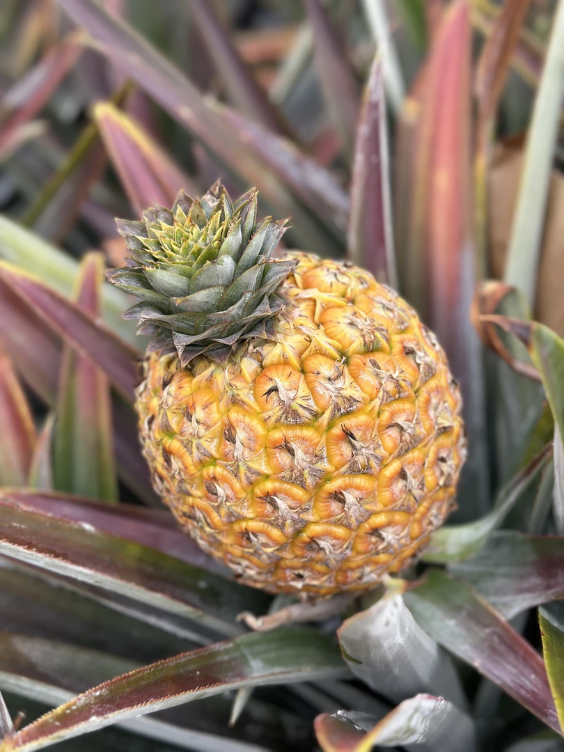 【芒果凤梨顺丰】自然成熟芒果凤梨台农23号新鲜水果应季现摘