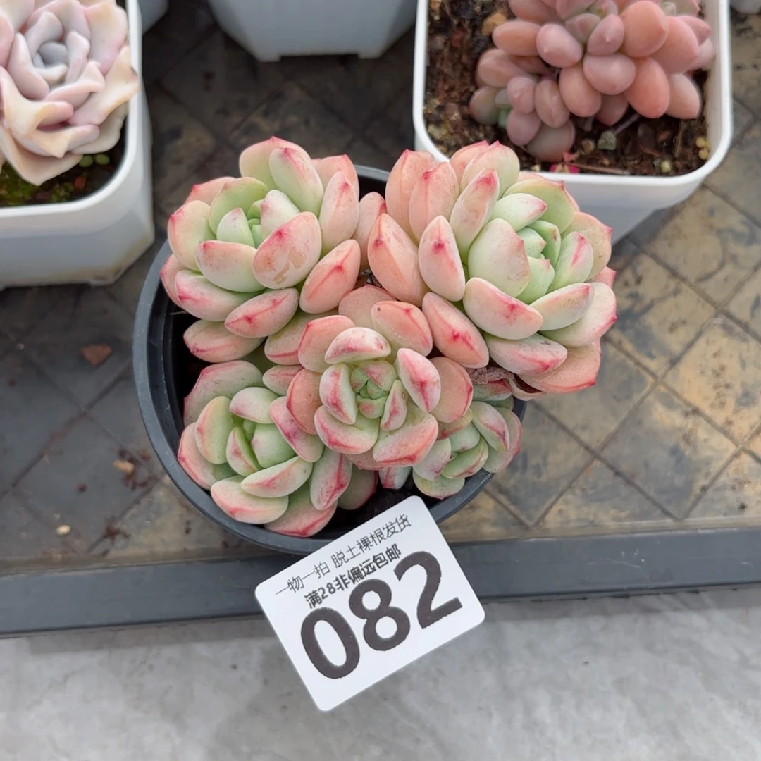 香草老桩无盆土发货