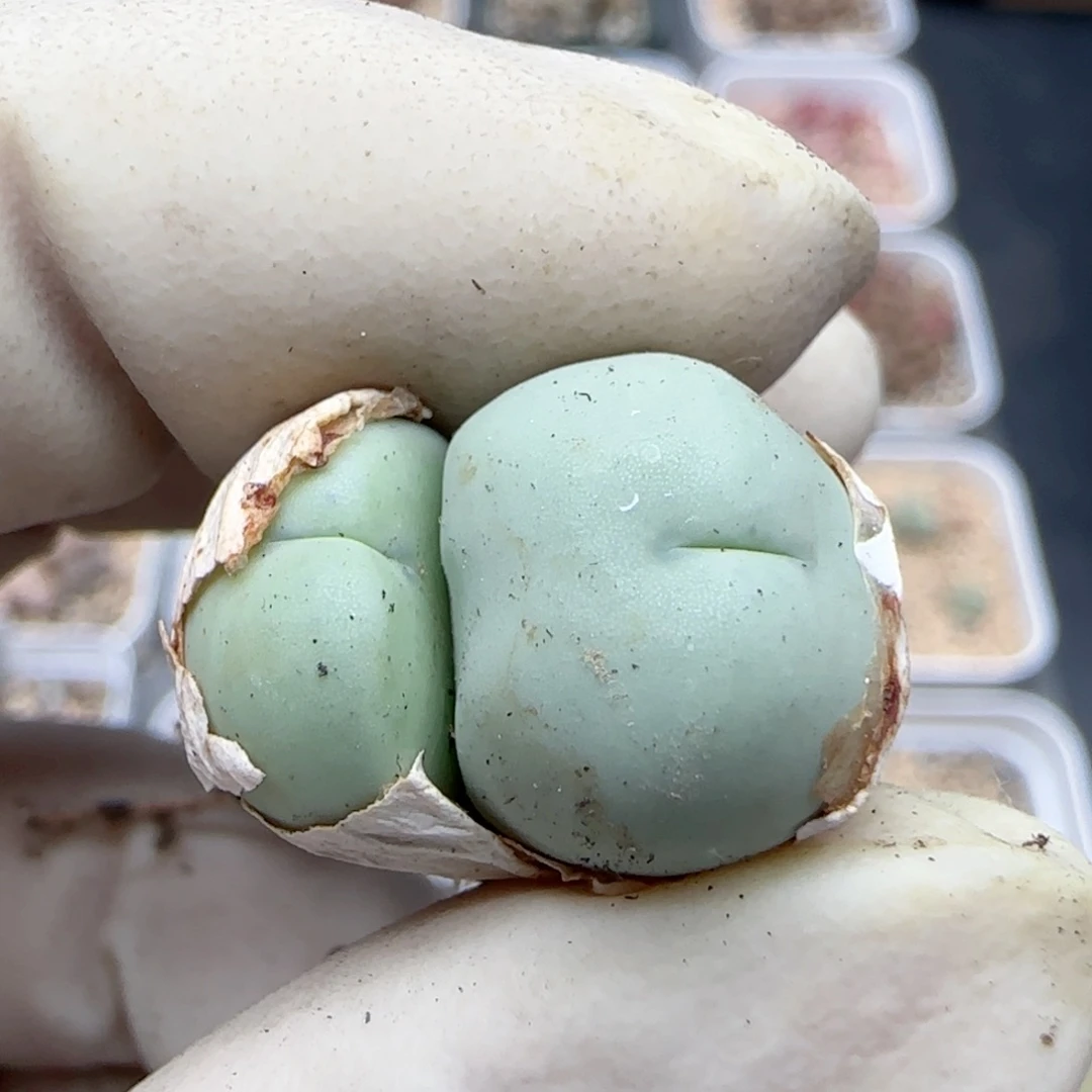 0316园艺爱心小拳拳