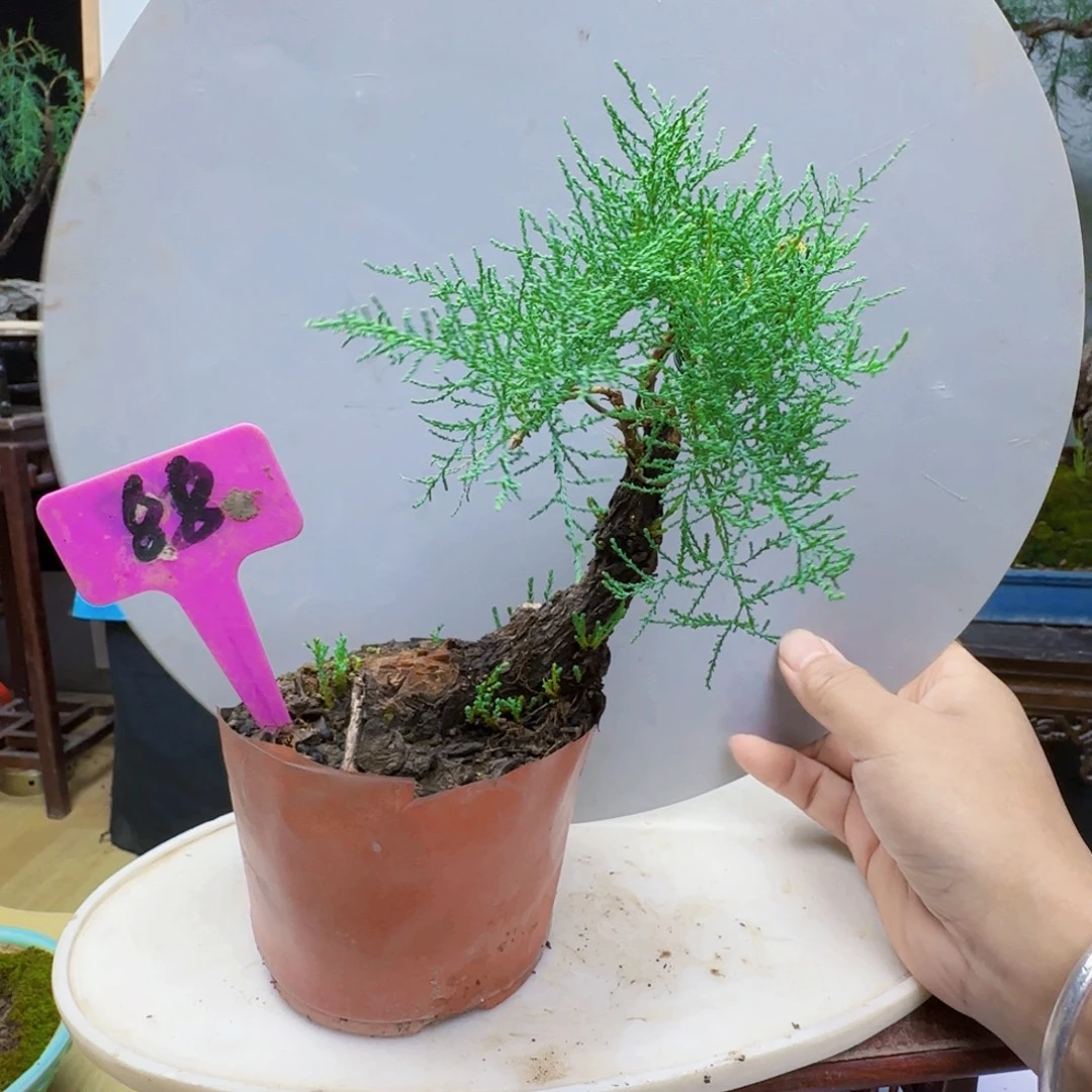 杨***朴无花朵三春柳柽柳发干活季军看