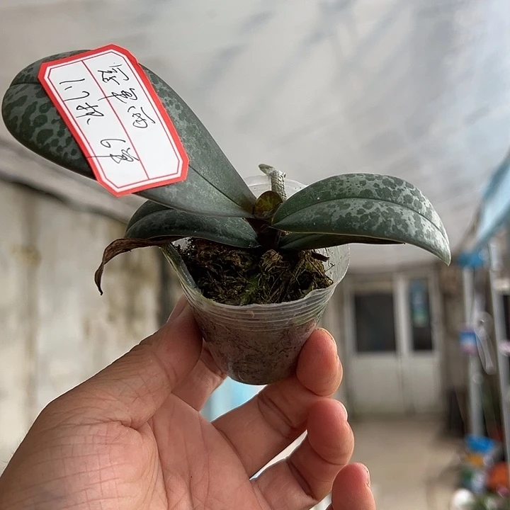 当前无花栽培后可以开花冠军西1.7杯