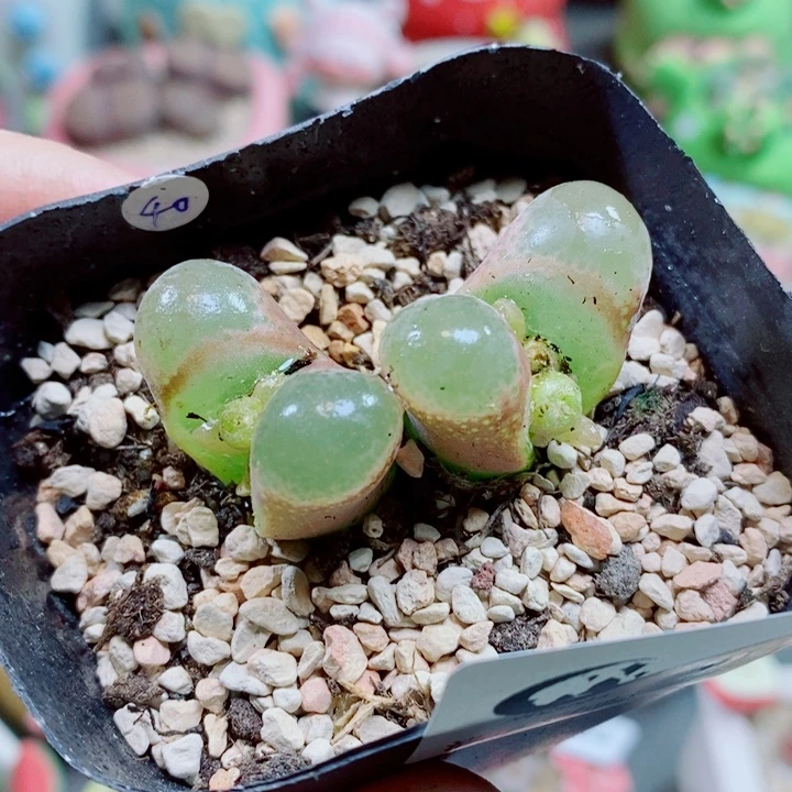 生石花花花花花668