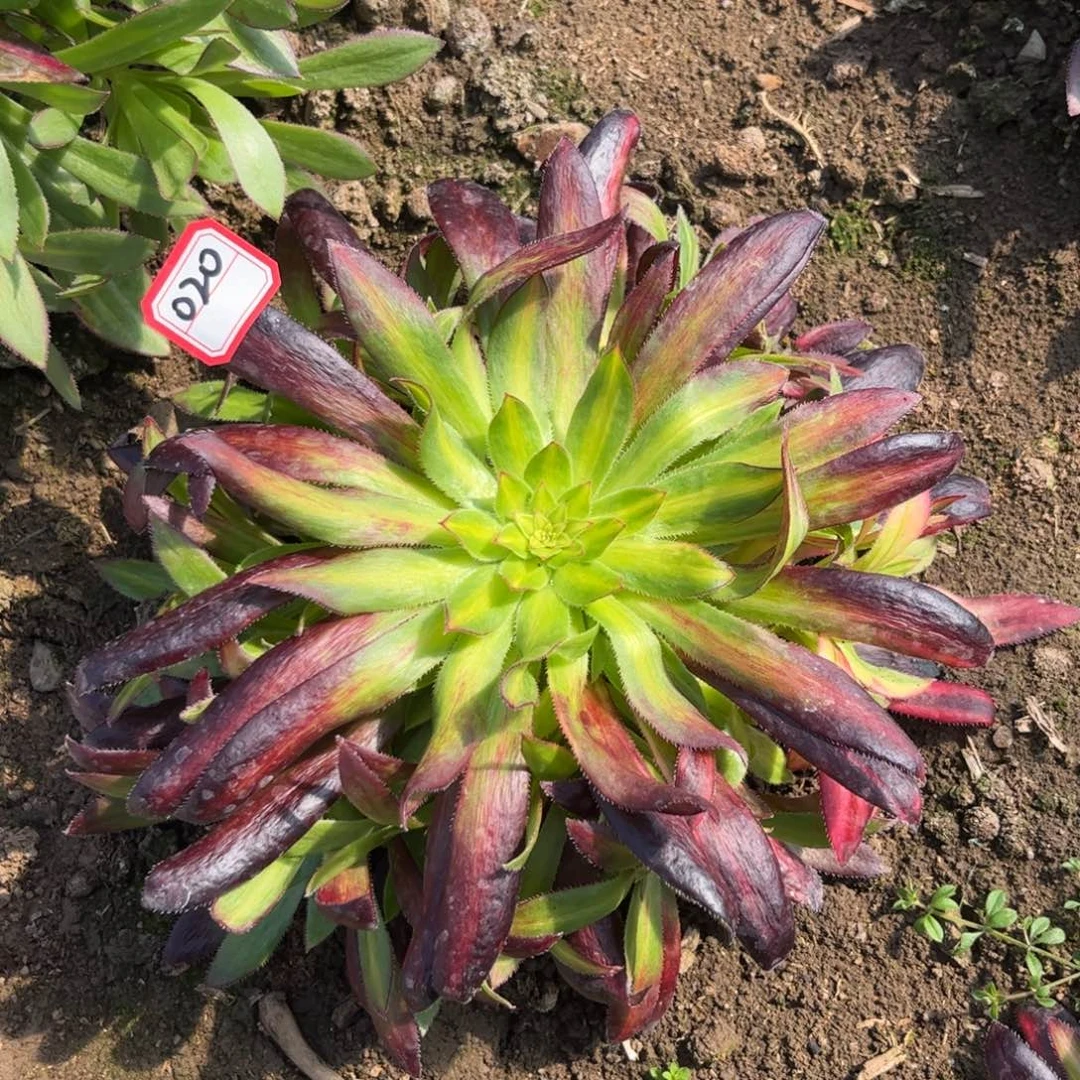 020多肉植物孔雀七彩
