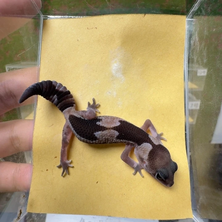 肥尾守宫奶祖母温，6.13可我，开整！（手工测量误差0.5克～）