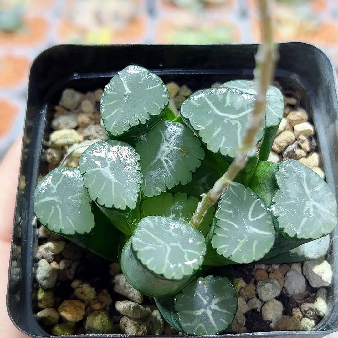 x****w十二卷多肉桃源乡