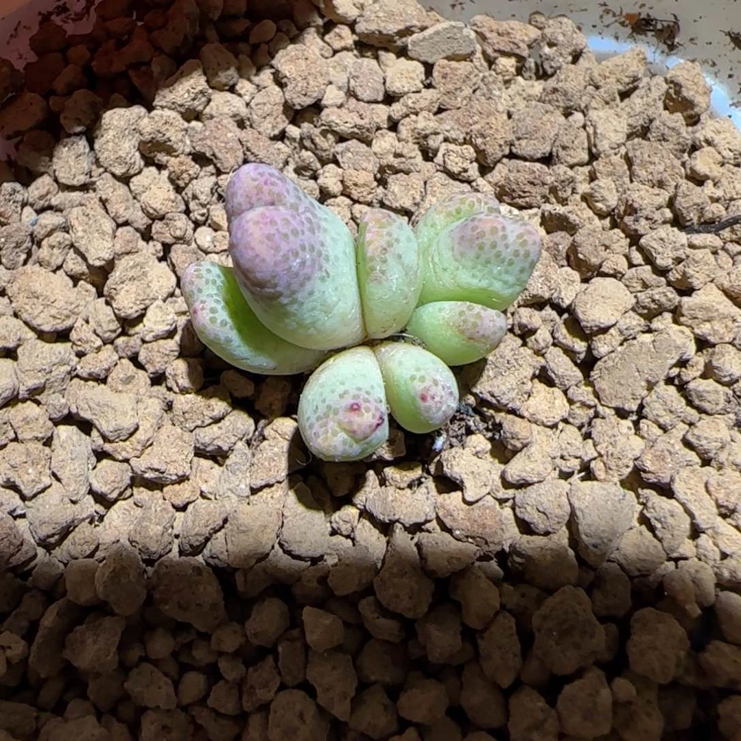 肉锥多肉植物百科-草莓斑马1314