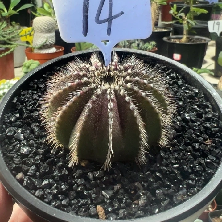 紫皮尤博球带盆1111111