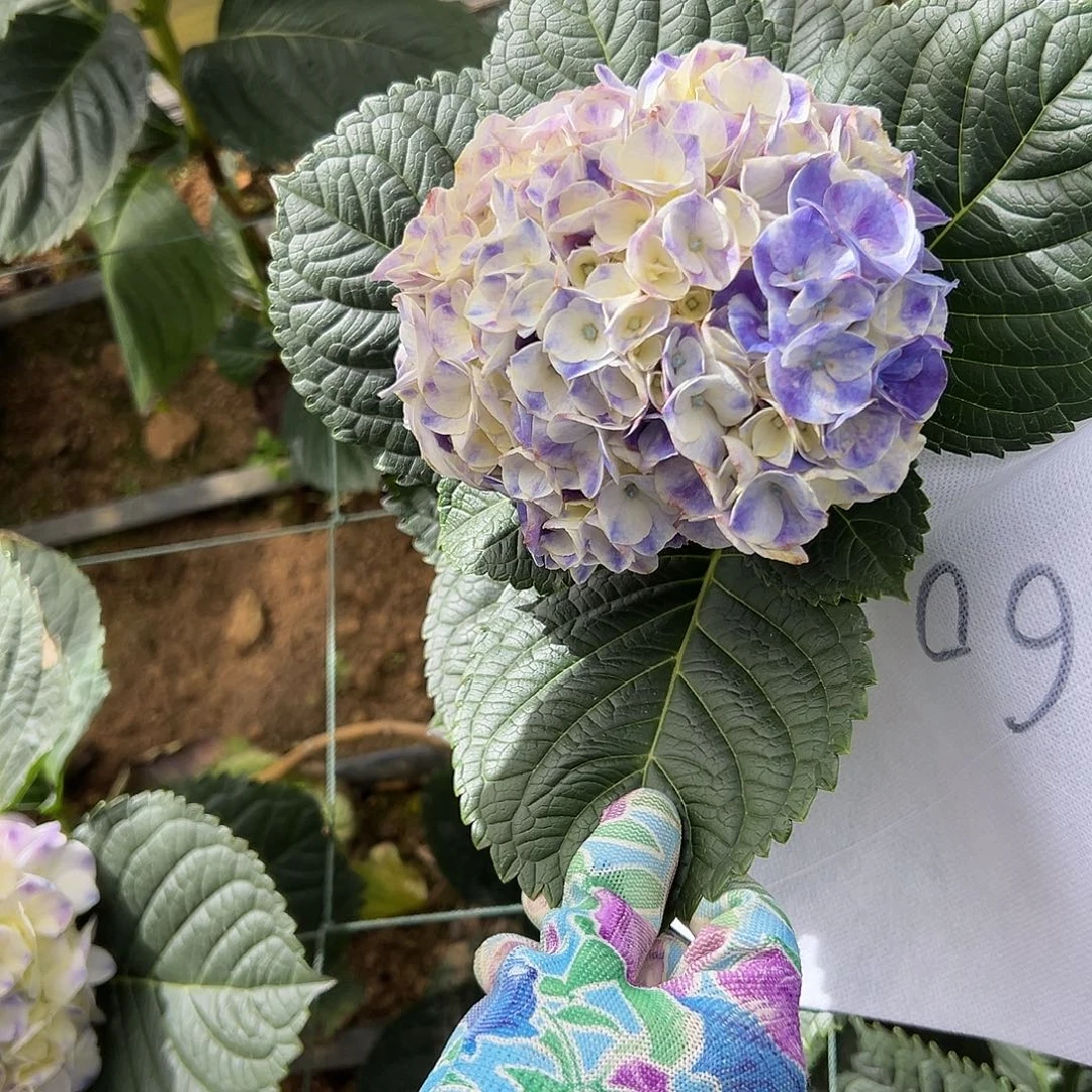 完全开放A161 绣球两单包邮