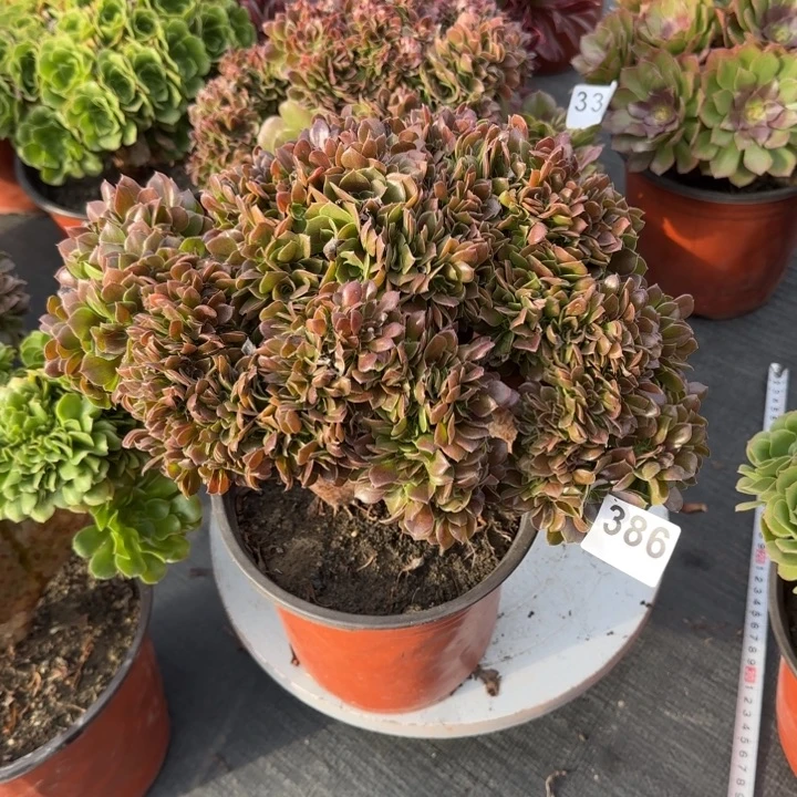 ℳ***࿐多肉植物玫瑰缀386