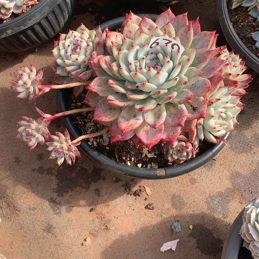 679卡罗拉 一物一拍多肉
