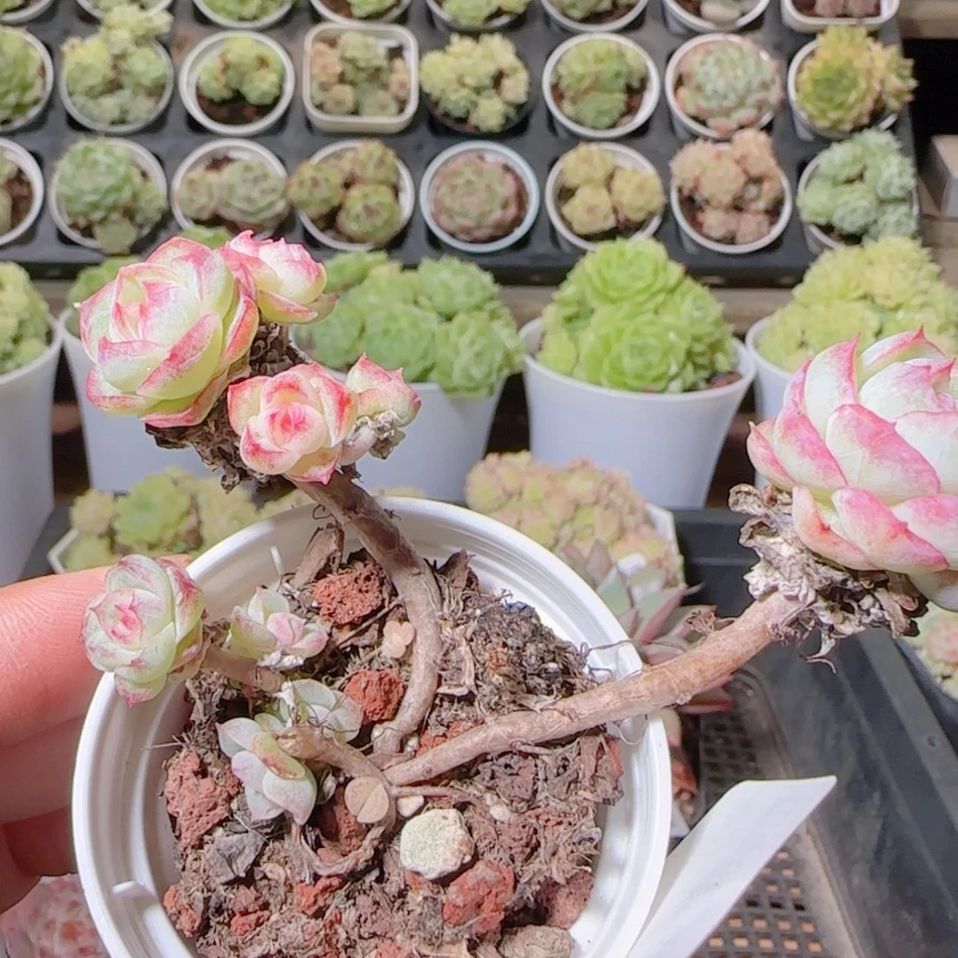 花语逸镜1029-08断指女王