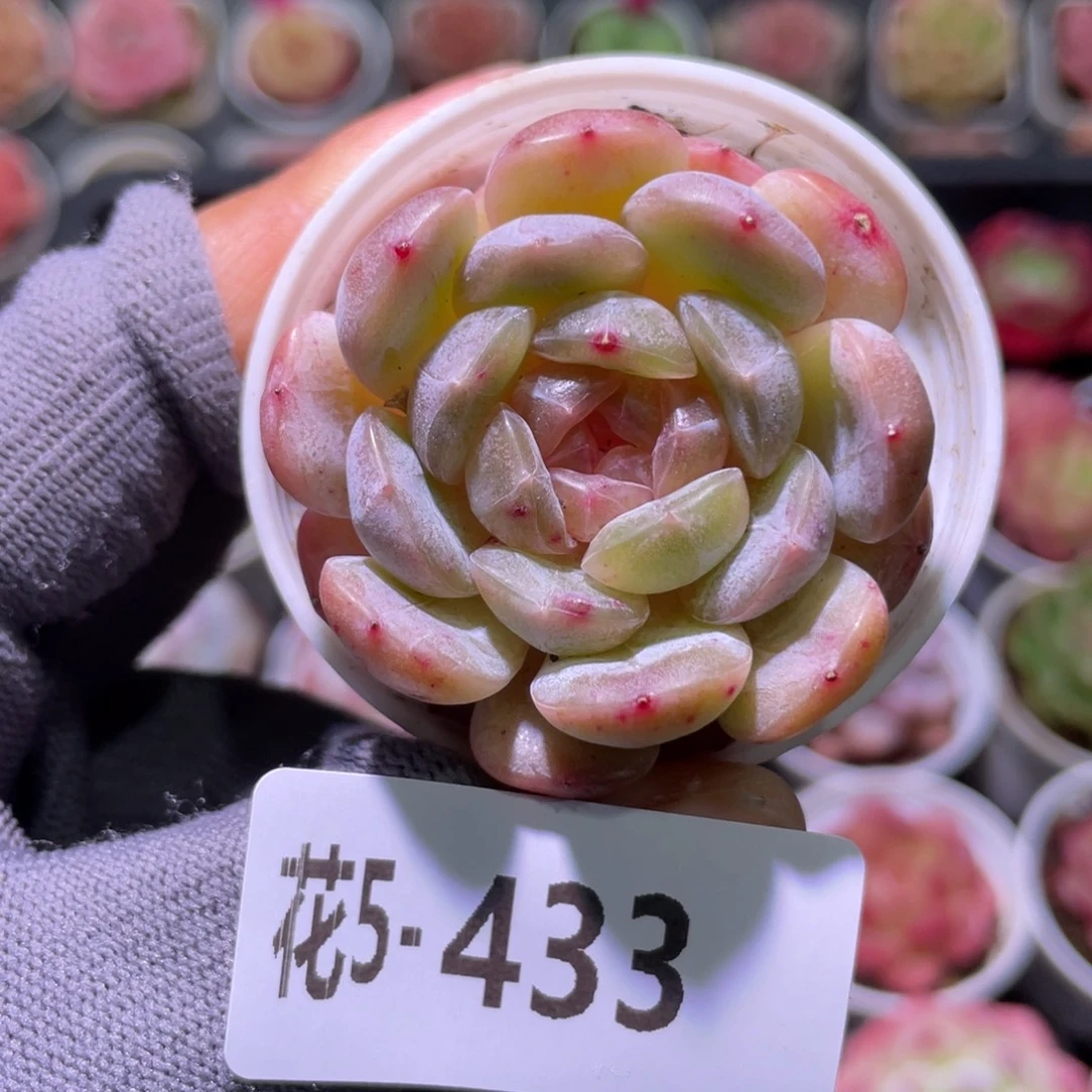 花利美5-433白色恋人